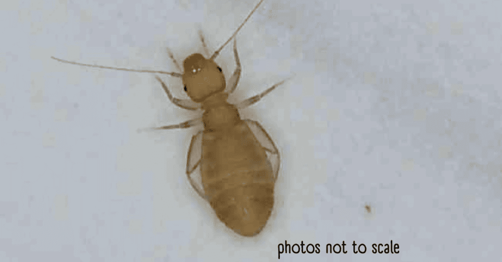 Light Brown House Bug