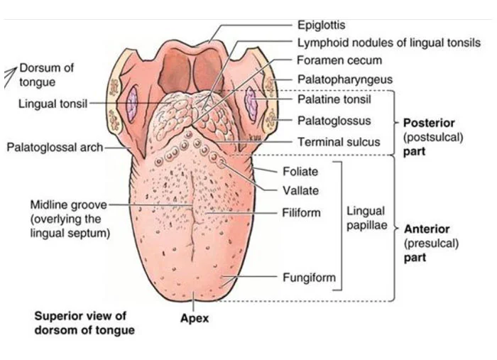 Correctly Label the Anatomical Elements of the Tongue