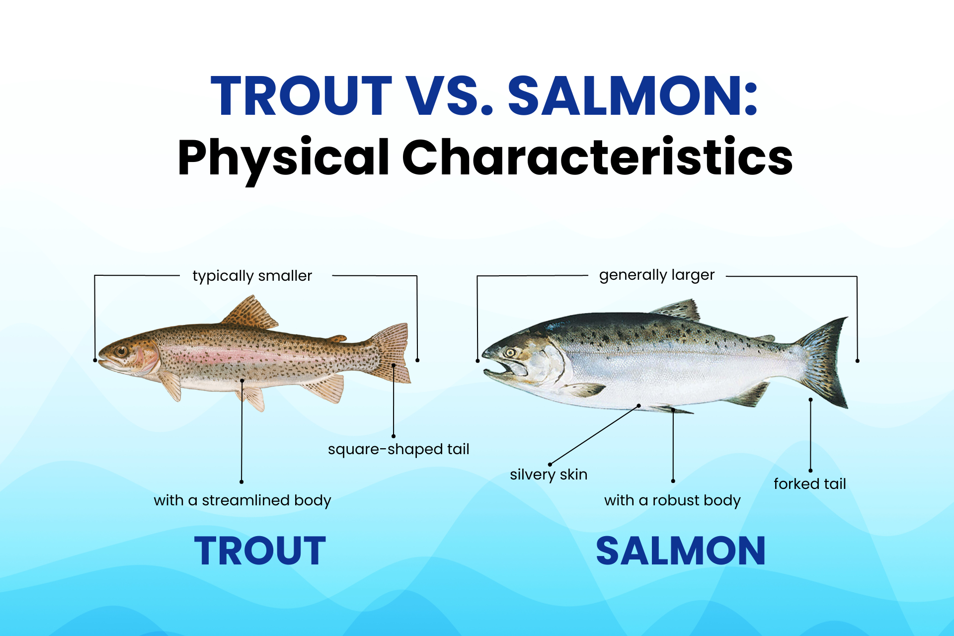 What Is Salmon Trout