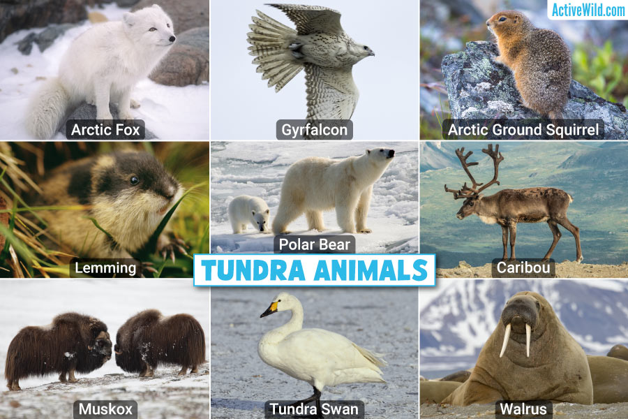 Animals and Plants That Live in the Tundra