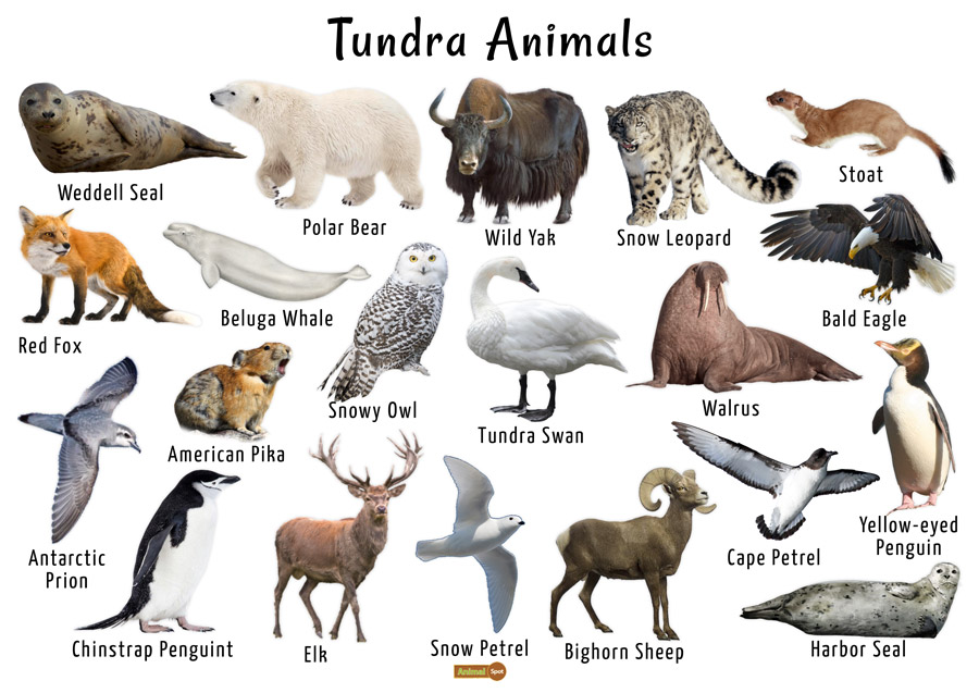 What Kinds of Animals Live in the Tundra