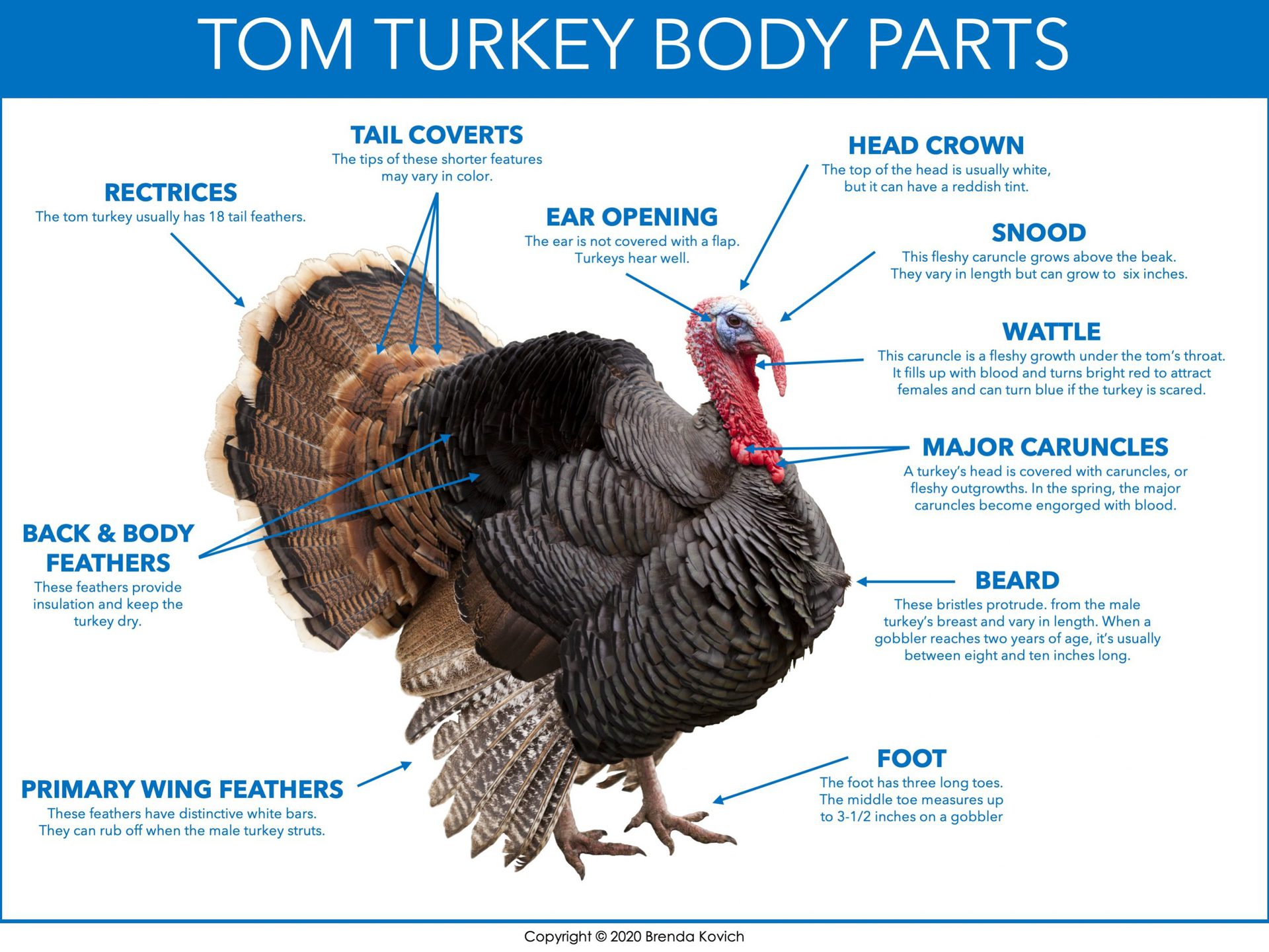 Turkey Parts of Body