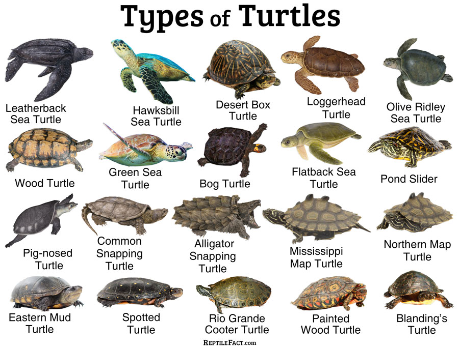 What Are the Turtles Names