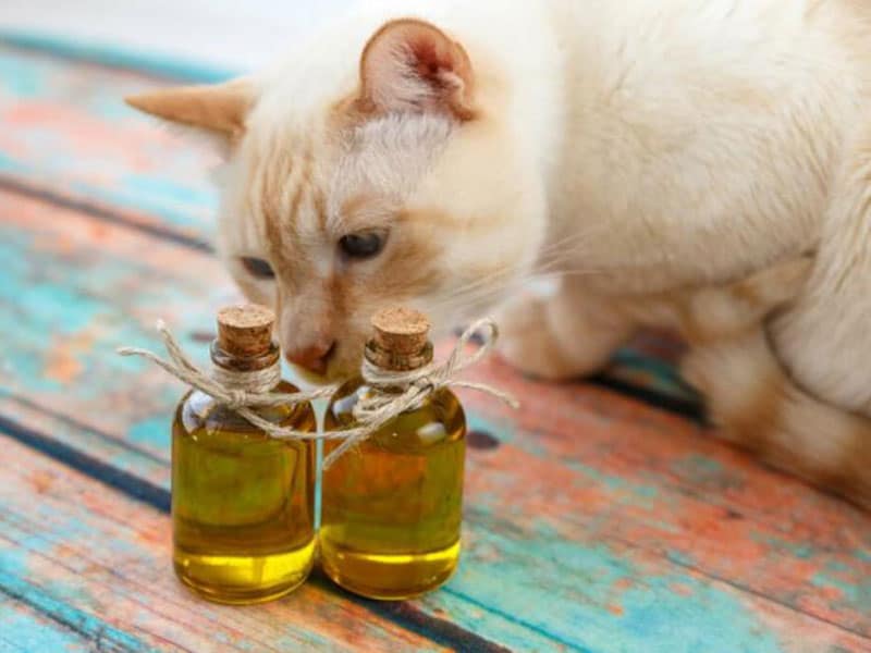 Neem Oil and Cats