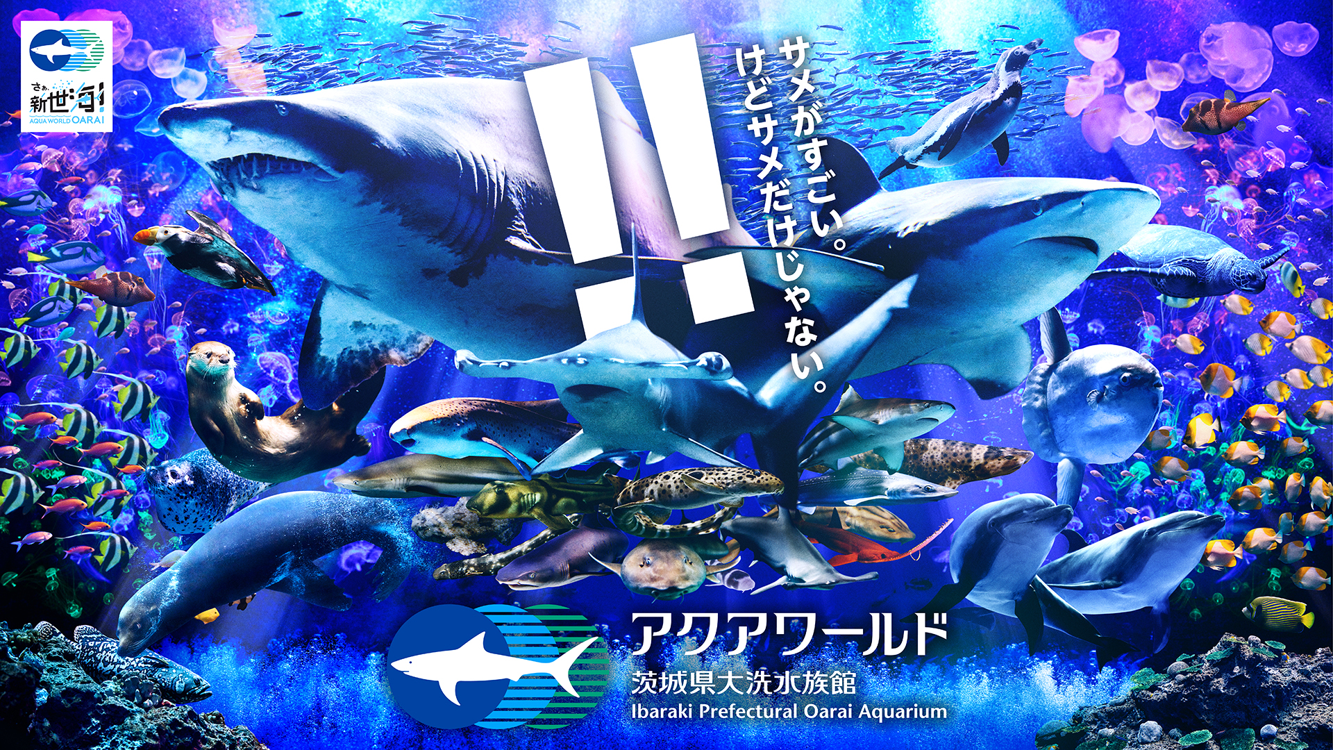 迫力のサメ展示と夜の秘境！アクアワールド大洗の混雑回避と攻略術