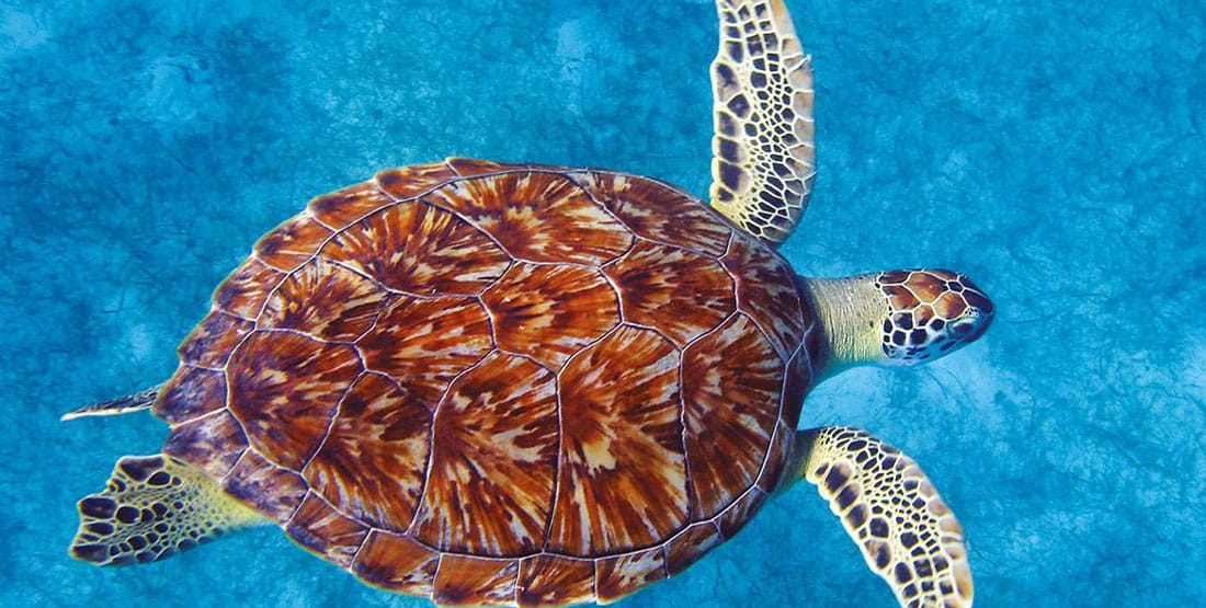 What Color Is the Sea Turtle