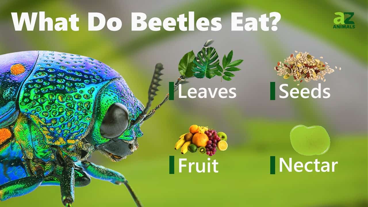 What Does Beetle Eat