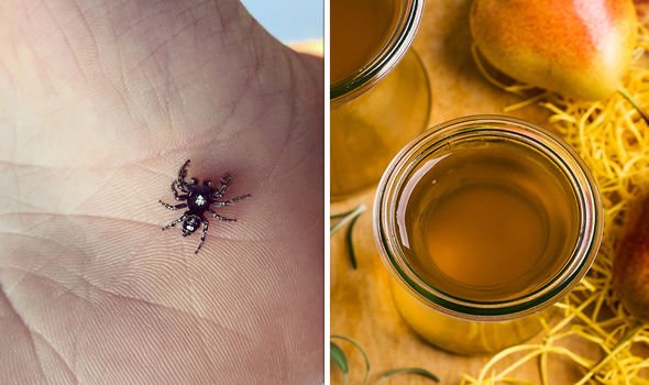 Does Apple Cider Vinegar Kill Spiders
