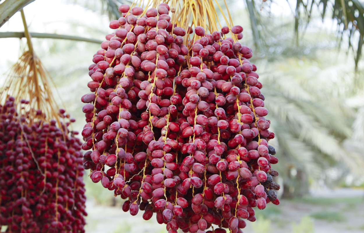 Where Does the Fruit Dates Come From