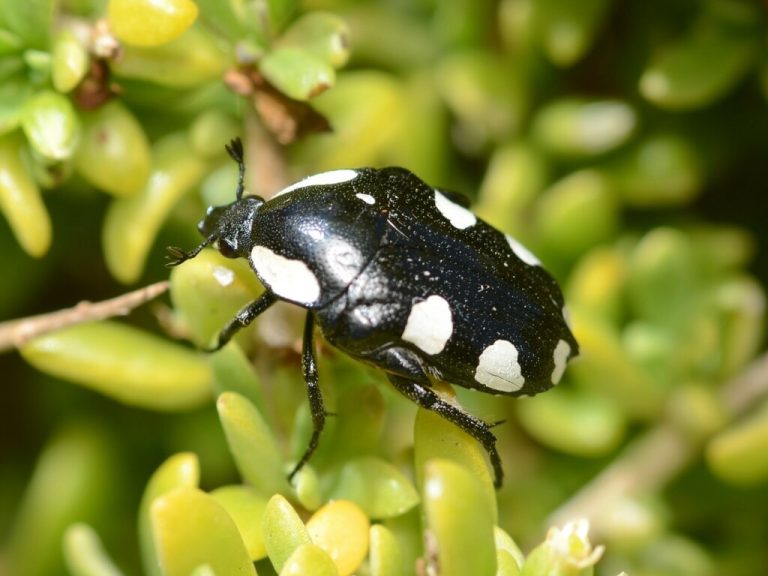 Small Bug with White Spot on Back