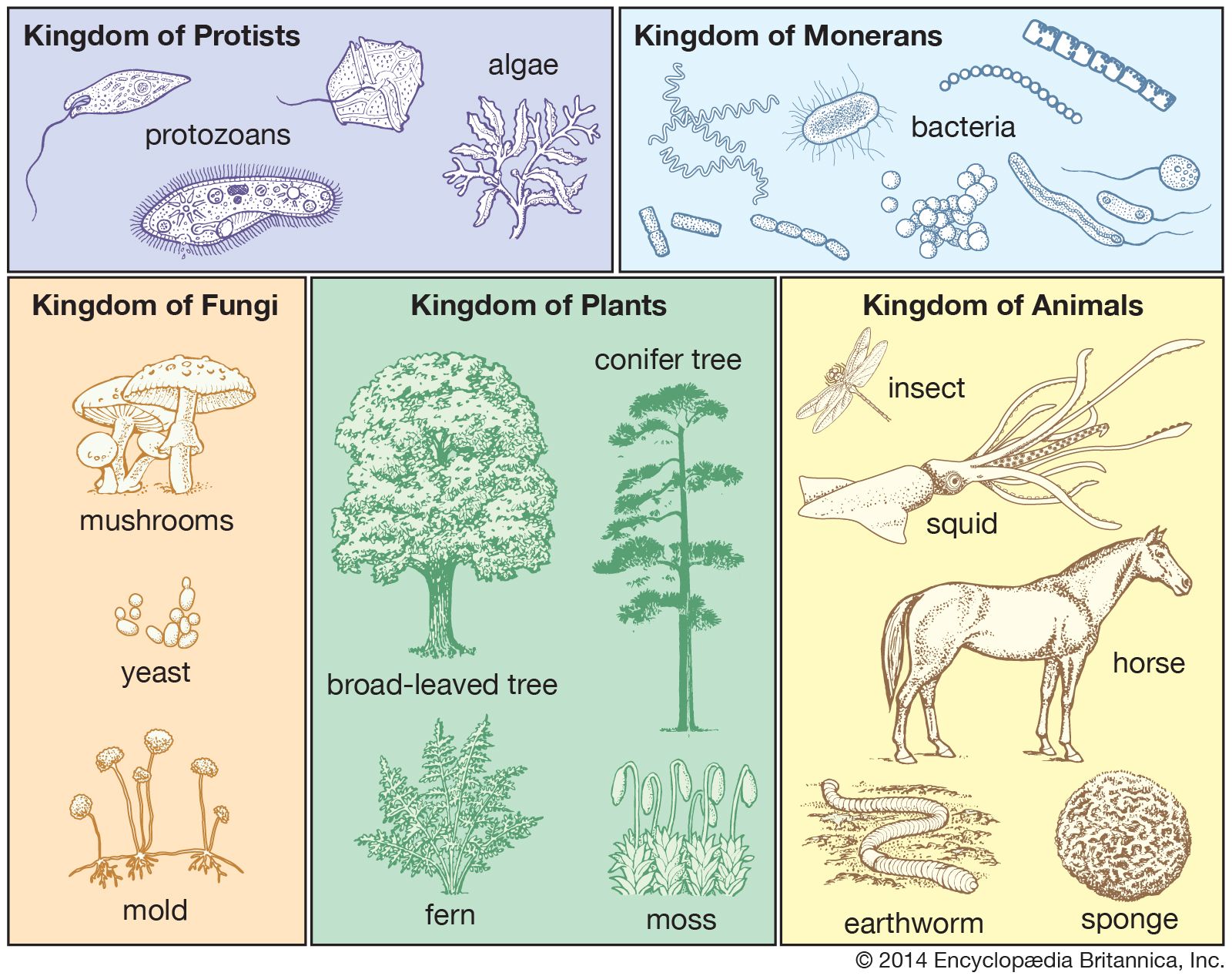 What Are the 5 Kingdoms of Living Things