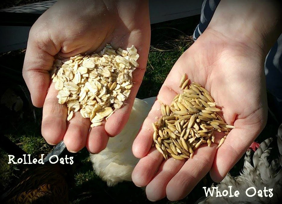 Rolled Oats vs Whole Oats