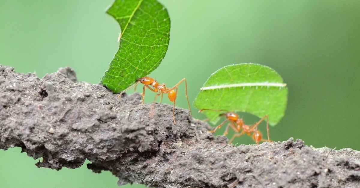 Why Do Ants Climb Trees