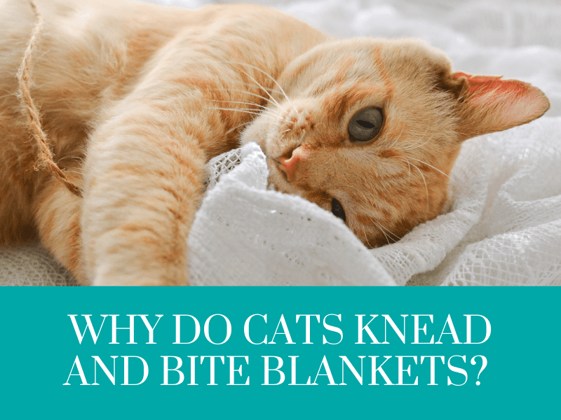 Cat Bites Blanket and Kneads