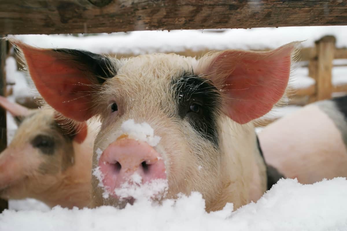 How Cold Can Pigs Tolerate