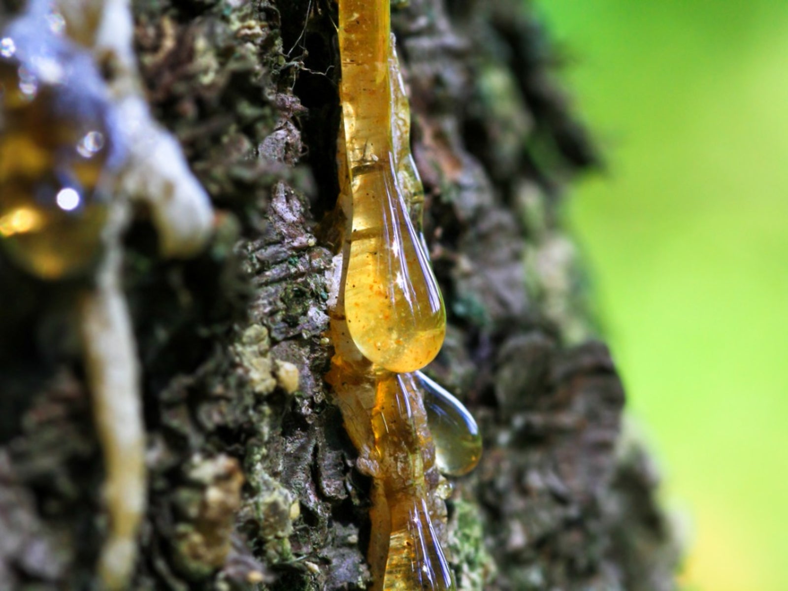 Sap of a Tree Meaning