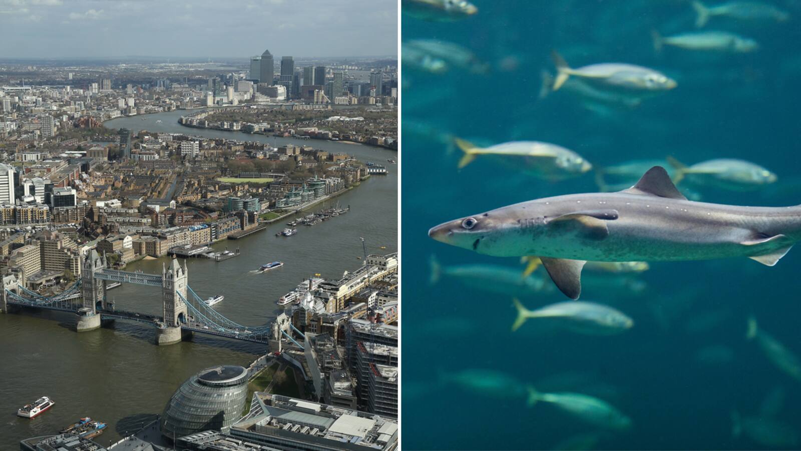 Are There Sharks in the Thames