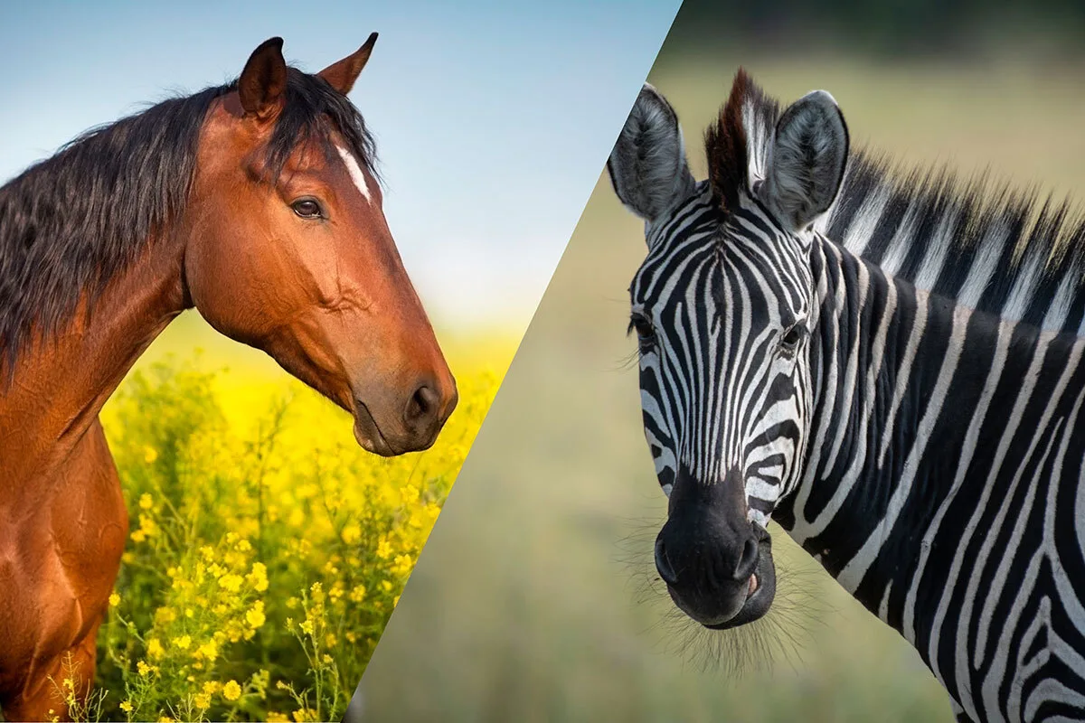 Difference Between Zebra and Horse