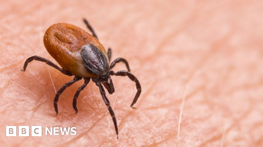 When Is Tick Season in Uk