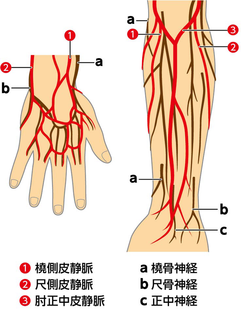 腕の血管が浮き出る・痛む原因は？病気のサインと正しい対処法を徹底解説