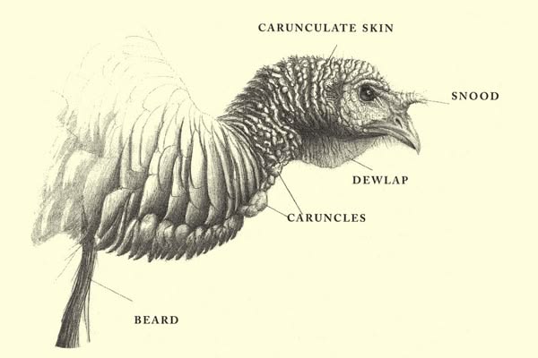 Parts of Turkey Neck