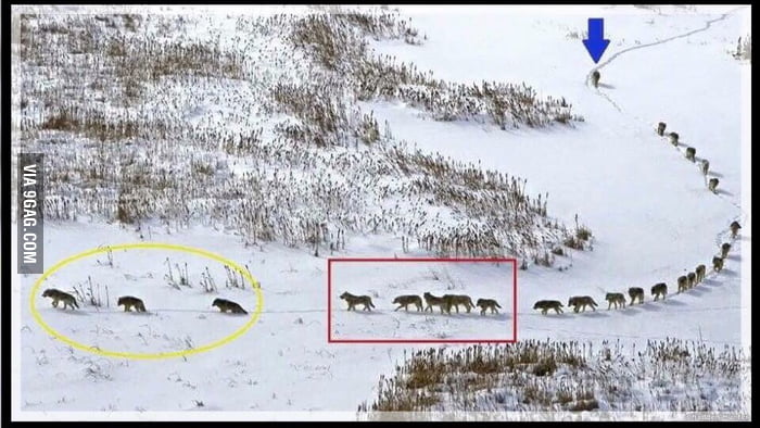 Pack of Wolves Formation