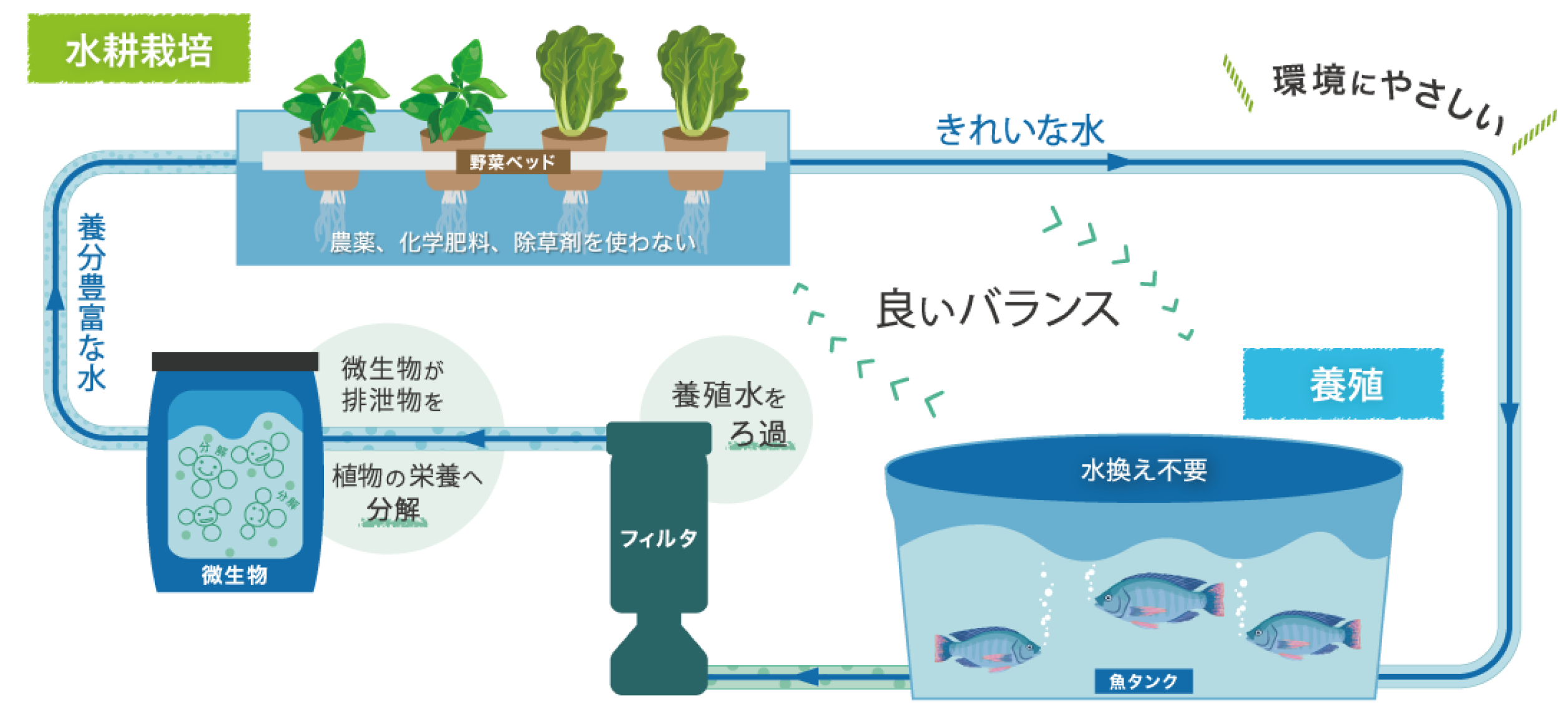 話題のアクアポニックスで失敗する理由とは？仕組みから自作法まで解説