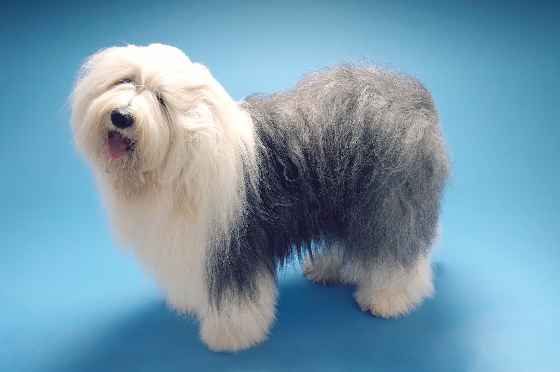 オールドイングリッシュシープドッグは飼いにくい？激減の理由と最新飼育の真実