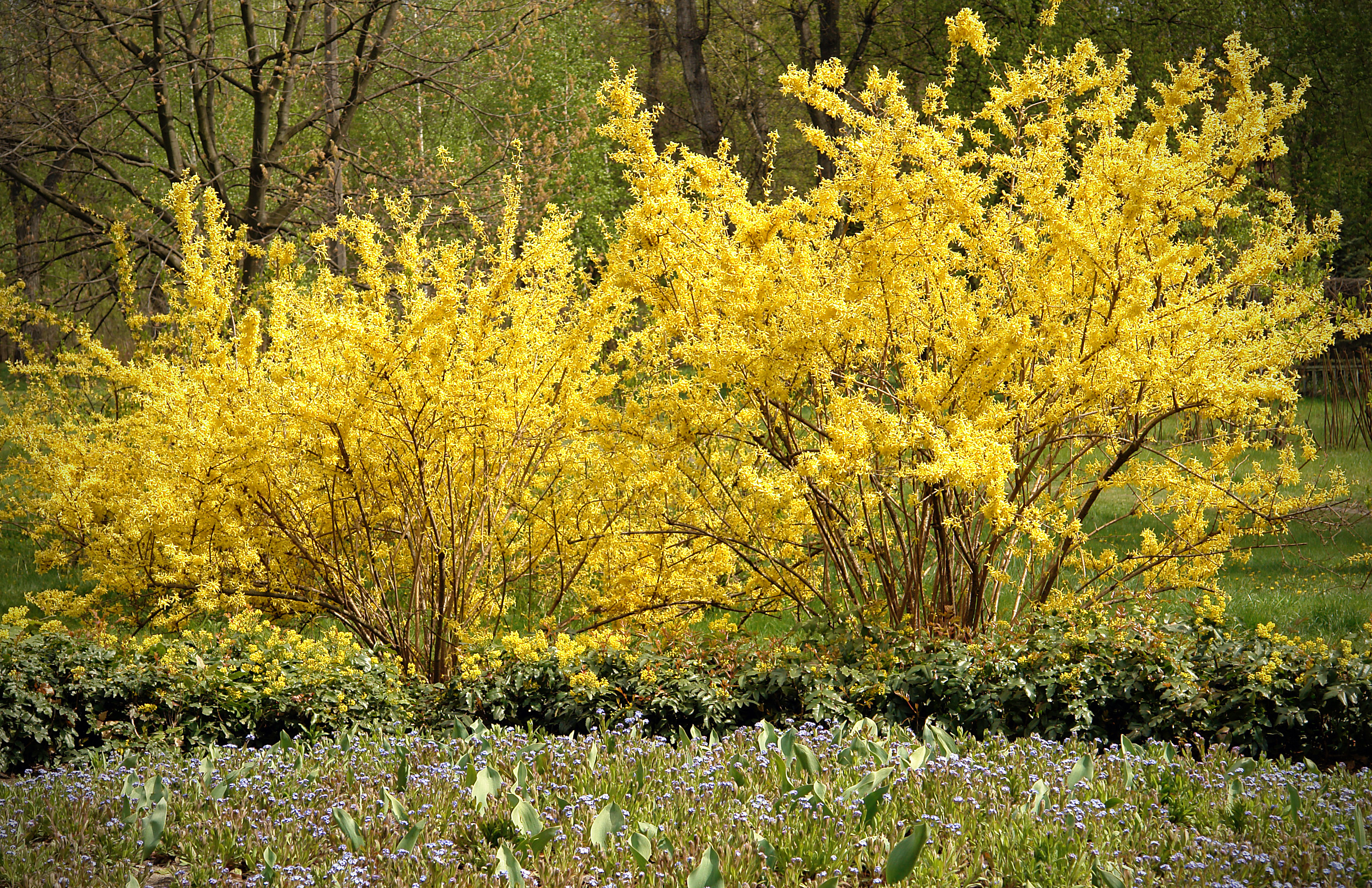 When Do Forsythia Bloom