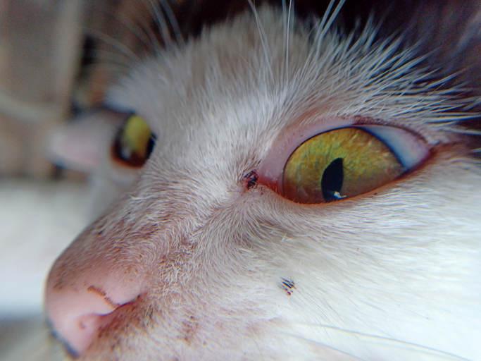 Why Are My Cats Eyes Red Rimmed