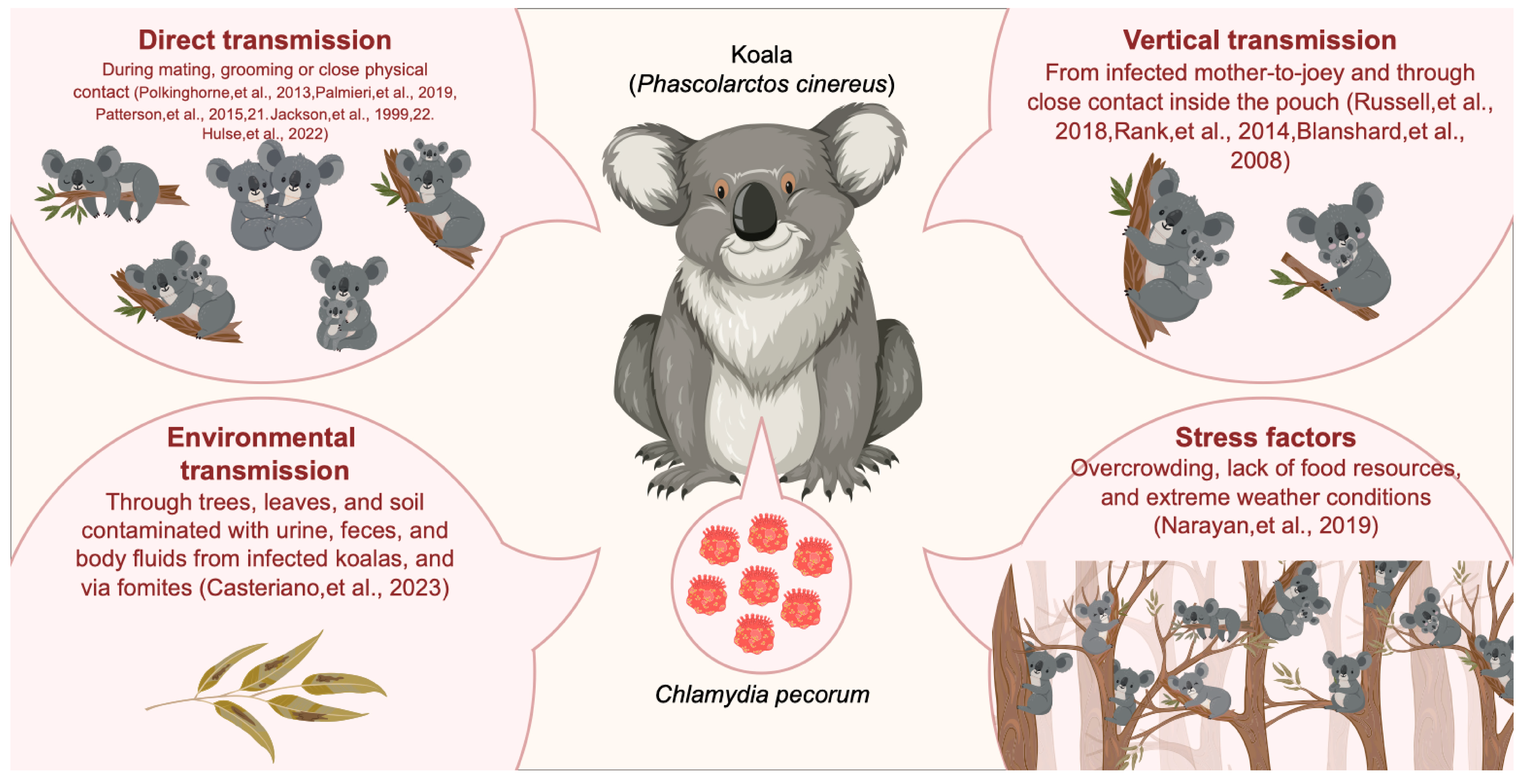 Can You Get Chlamydia from a Koala Bear