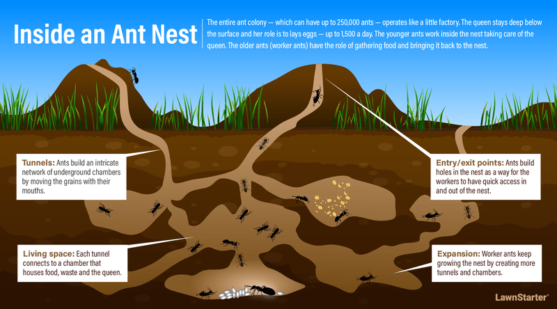 How Do You Kill an Ants Nest