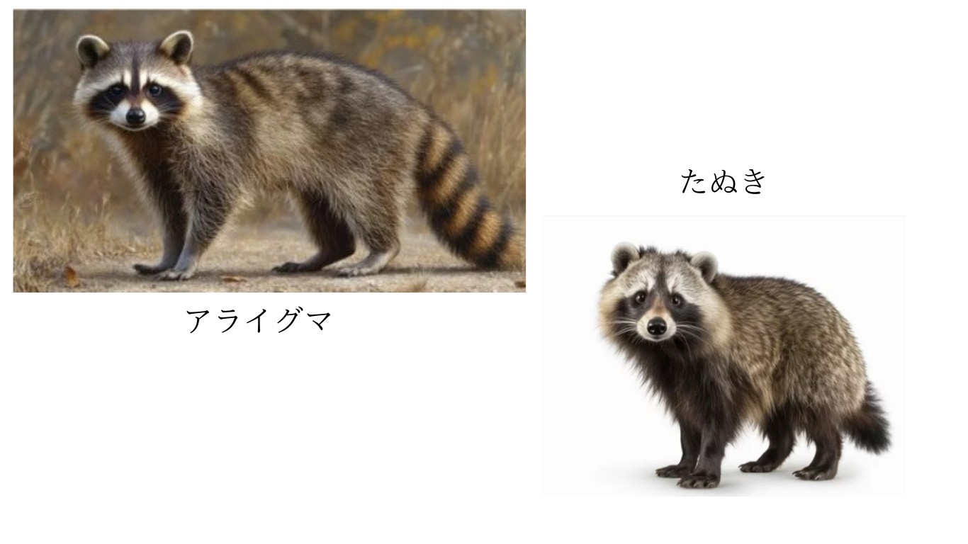 タヌキとアライグマの違いとは？被害激増の現場で見分ける全技術