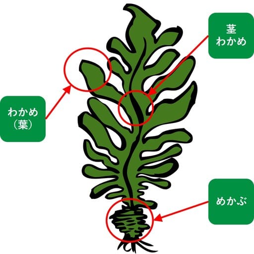 めかぶの効能と驚きの真実！食前の1パックで変わる血糖値と腸内環境