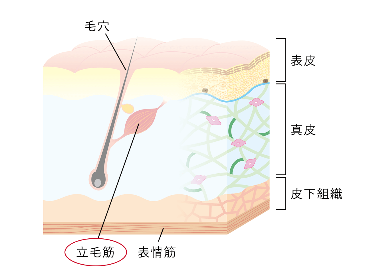 立毛筋とは？鳥肌の正体とたるみ・毛穴を左右する驚きの真相【2026】