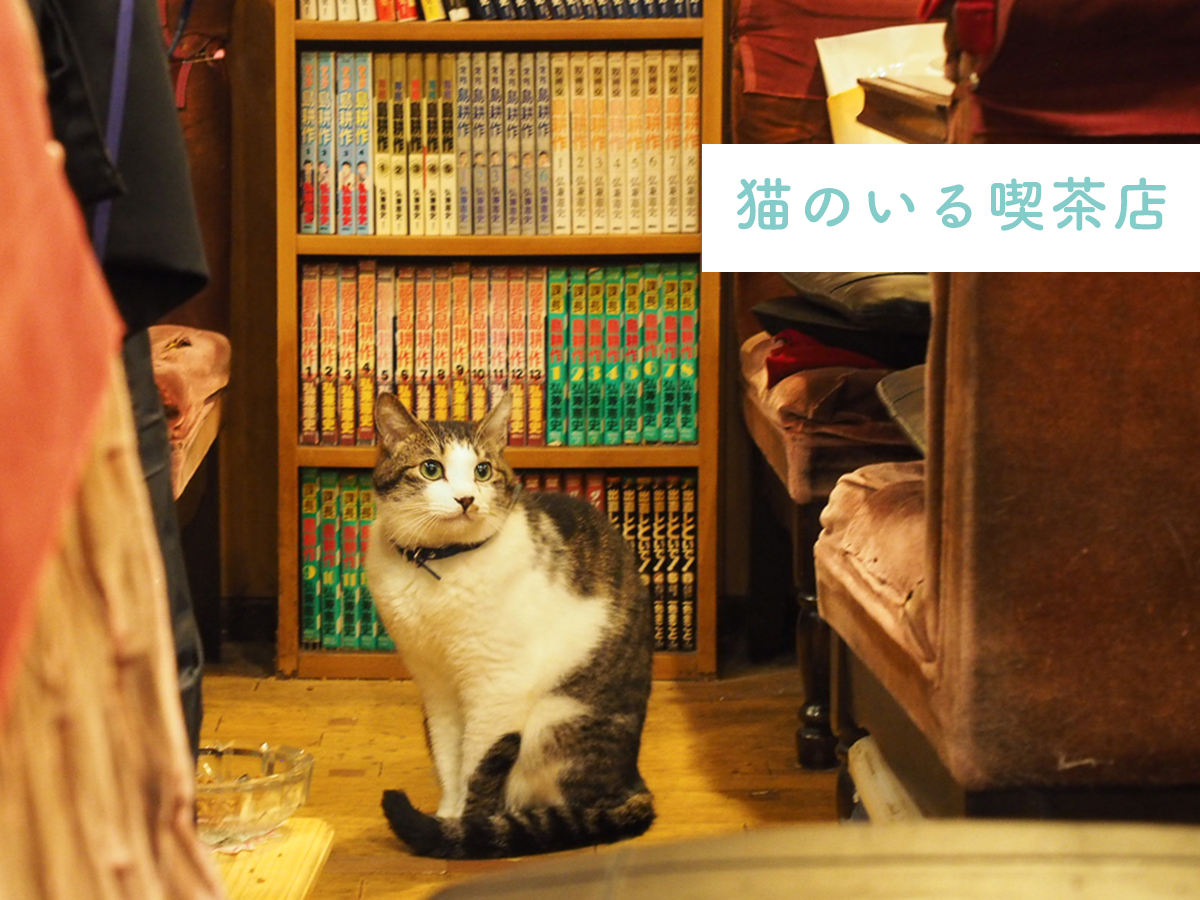 新宿「カフェ アルル」看板猫の真相と名物オムライス！純喫茶の魅力