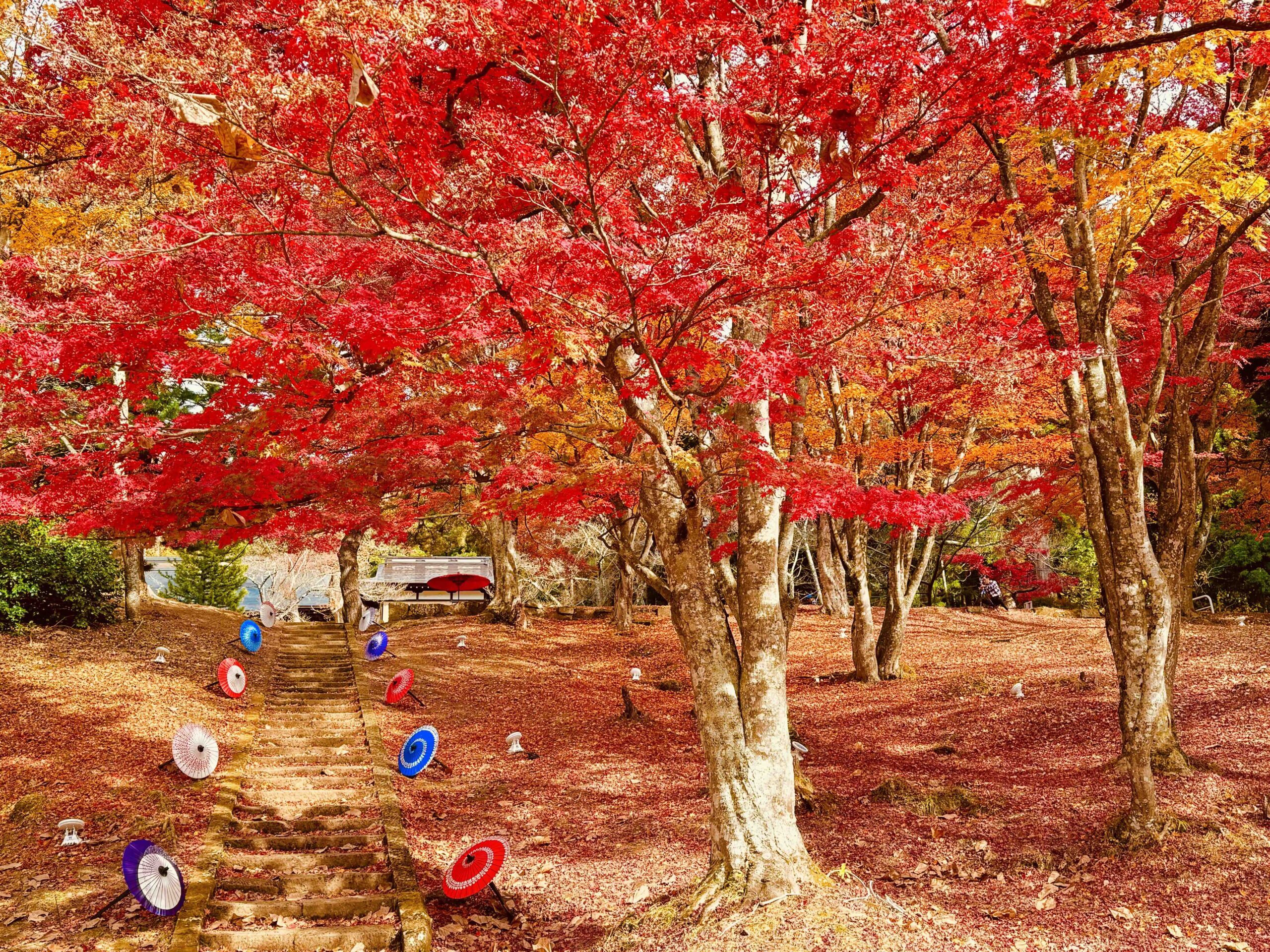 猪苗代・土津神社が2026年も話題沸騰！名君の歴史と紅葉の真相