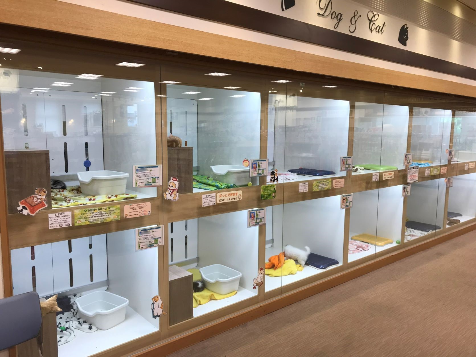山口市のペットショップ評判比較！子犬・子猫と出会えるおすすめ優良店