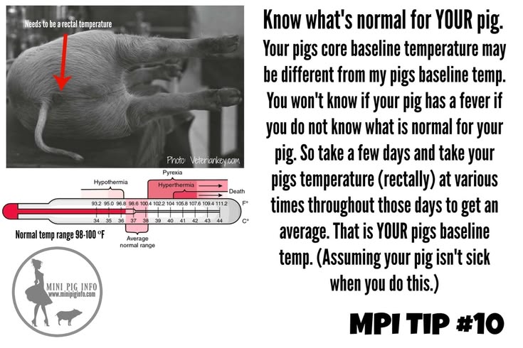 Body Temperature of Pigs