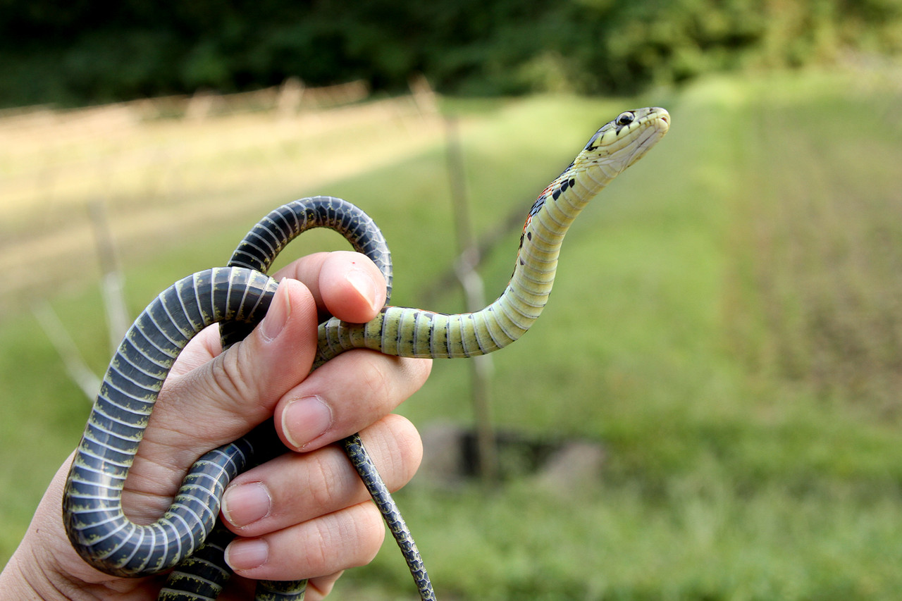 ヤマカガシに噛まれたら？マムシの数倍の猛毒と緊急対処法