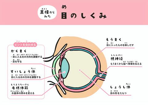 【速報】 目 が 据 わる と は 経歴＆学歴まとめ 2026 #821