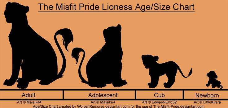 How Long Does It Take for Lions to Mature