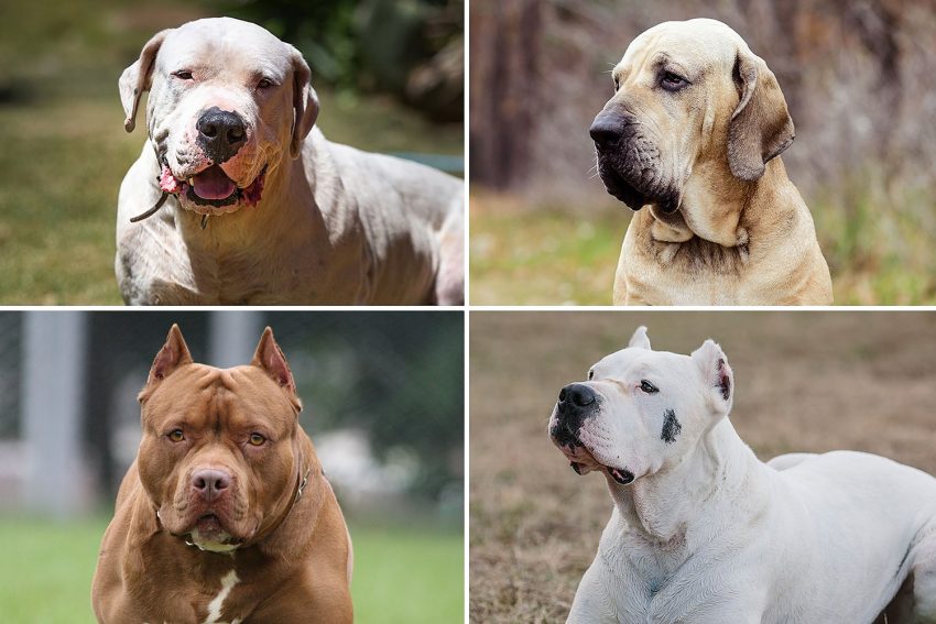 Banned Dog Breeds Uk