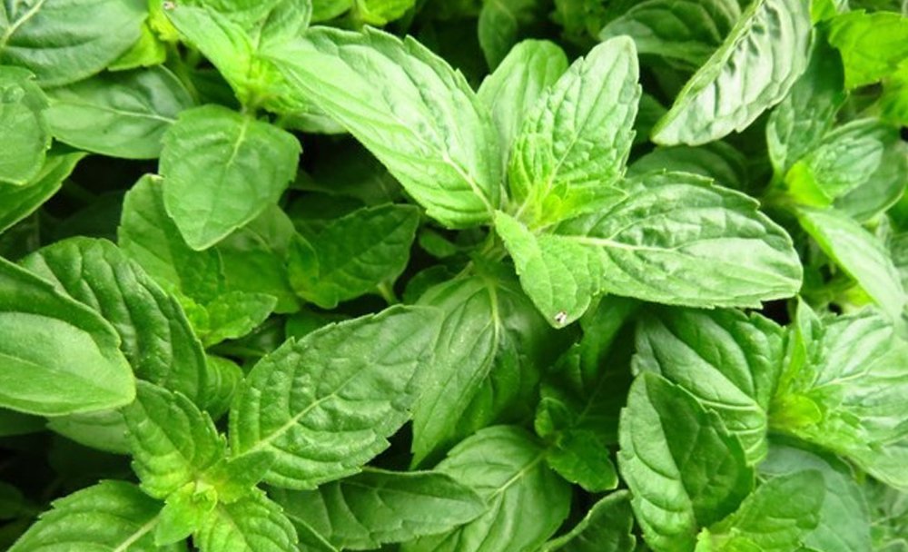 What Is Basil Leaves