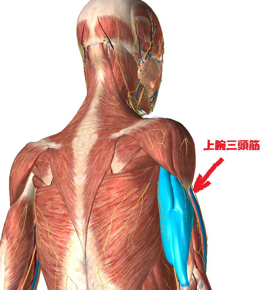 上腕三頭筋の痛みが引かない原因と対処法｜筋トレ肘痛・腱炎の治し方