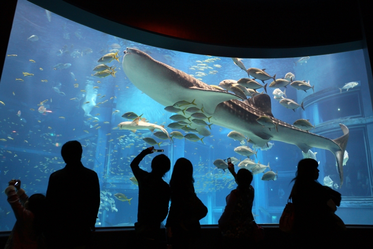 海遊館対ニフレル！大阪水族館の混雑回避術とお得ルート徹底解剖