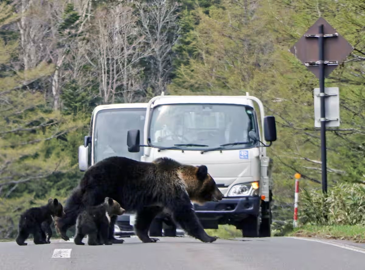 知床のヒグマはなぜ共存可能か？2026年最新規制と遭遇時の鉄則