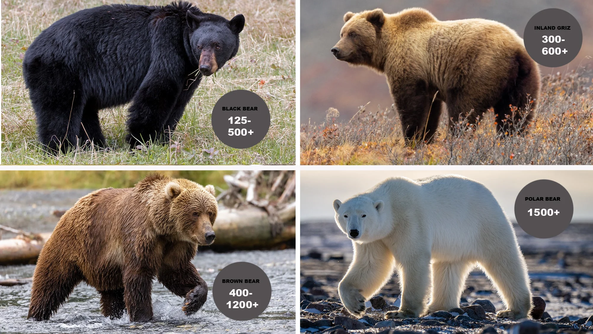 How Much Does Grizzly Bear Weigh