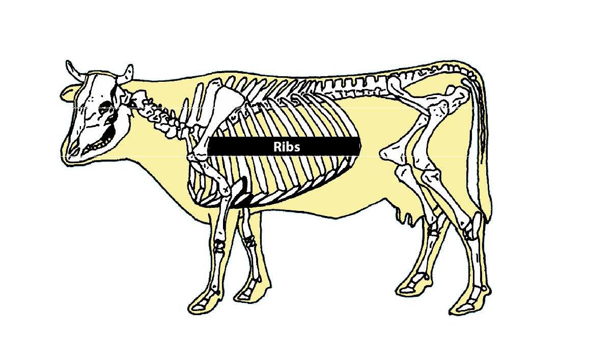 What Animal Is Ribs