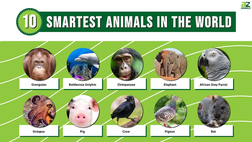 Most Intelligent Animals on the Planet